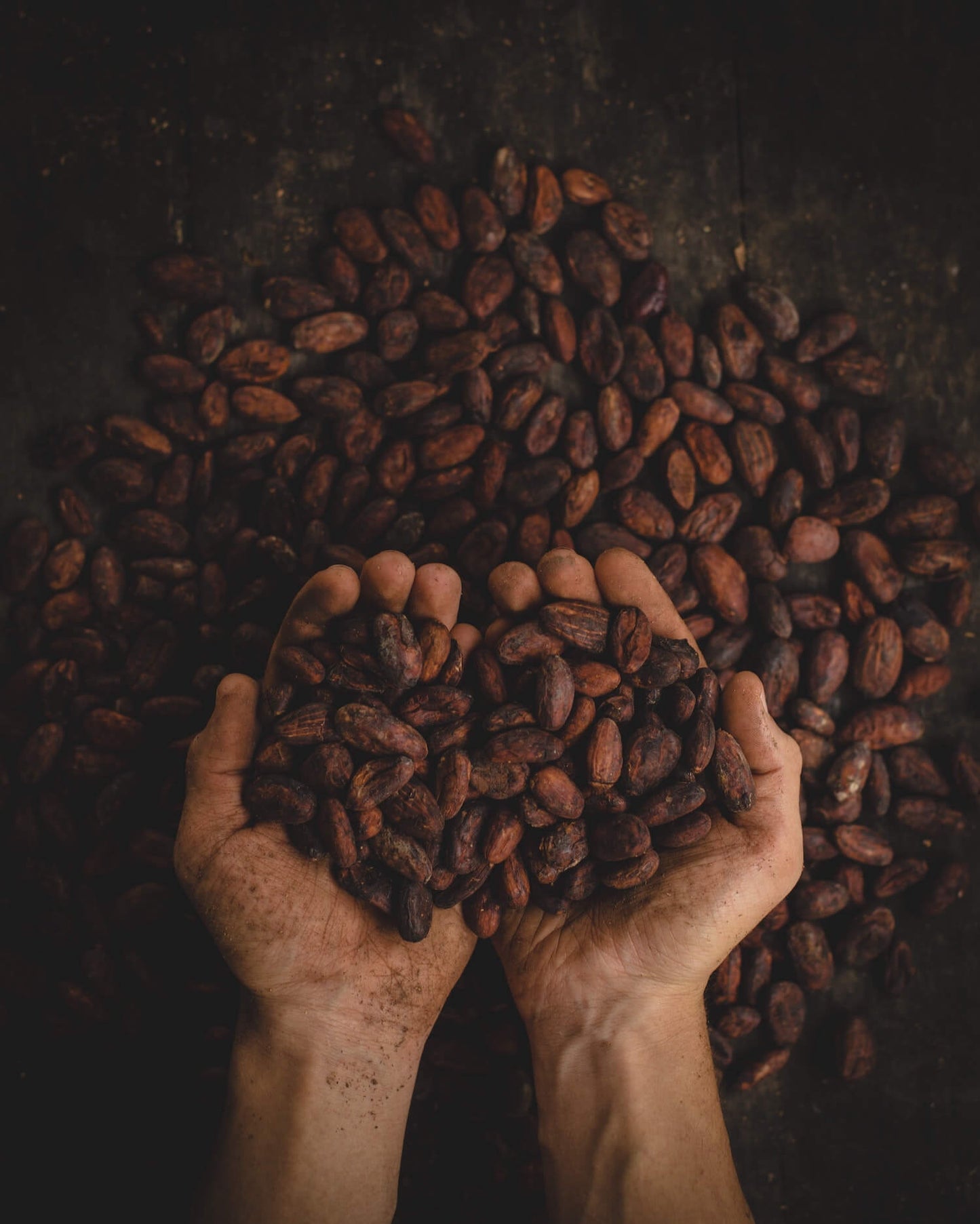 eine Handvoll frisch gerösteter zeremonieller Kakaobohnen