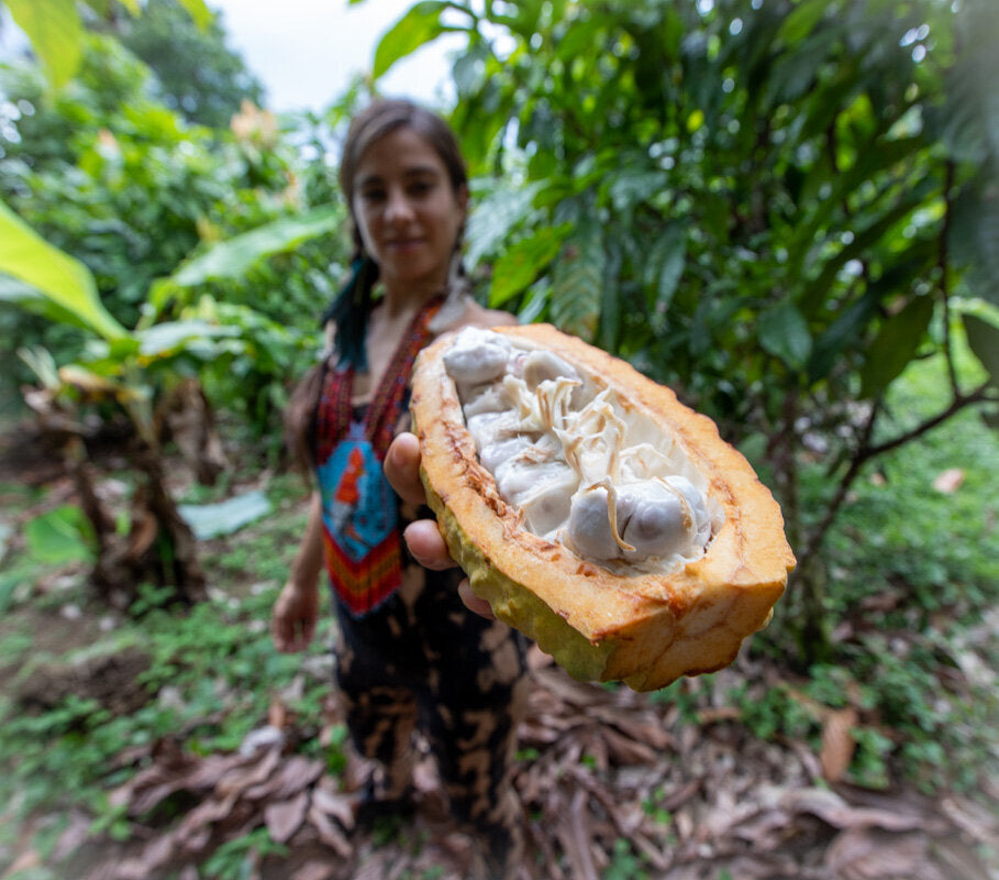 Eine Frau in einer Kakaoplantage mit einer gespaltenen Schote einer frischen Arriba Nacional-Kakaofrucht